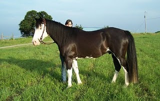 Chase - deaf horse
